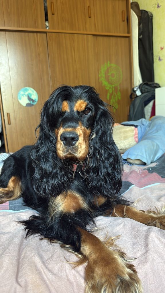 Univer Des Rêves De Skadi