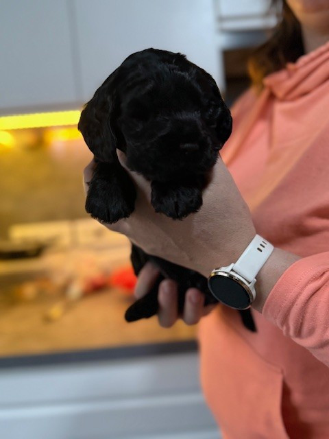 Du Sorbier Des Ange - Cocker Spaniel Anglais - Portée née le 03/11/2025