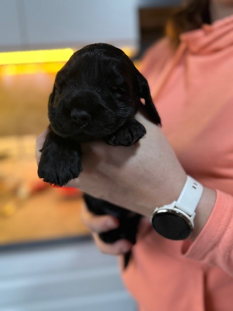 Du Sorbier Des Ange - Cocker Spaniel Anglais - Portée née le 03/11/2025